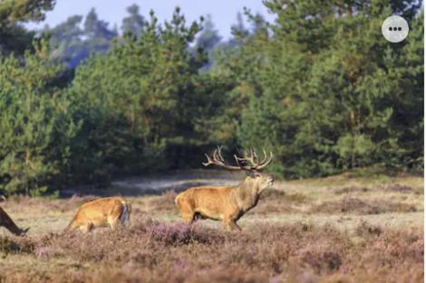 Park Konijnenburg Villa Putten Dış mekan fotoğraf