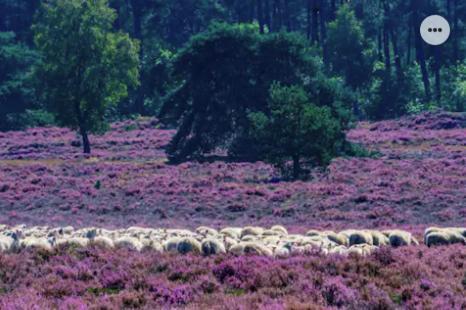 Park Konijnenburg Villa Putten Dış mekan fotoğraf